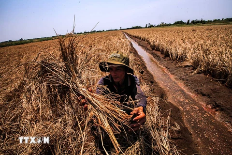 Xâm nhập mặn tàn phá các cánh đồng ở Kiên Giang. (Ảnh: Trọng Đạt/TTXVN)