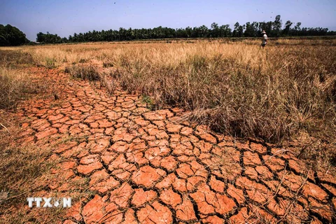Cánh đồng lúa đến kỳ thu hoạch bị chết khô, nứt nẻ vì khô hạn, nhiễm mặn kéo dài ở Đồng bằng sông Cửu Long. (Ảnh: Trọng Đạt/TTXVN).