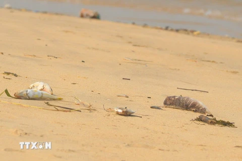 Cá chết trên bãi biển Quảng Bình. (Ảnh: Đức Thọ/TTXVN)