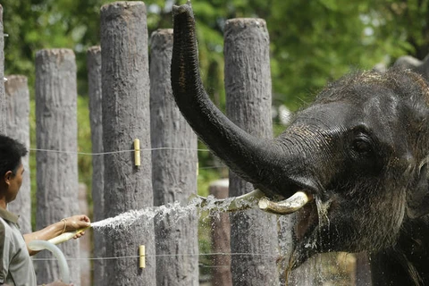 Nhân viên vườn thú phun nước làm mát cho voi ở vườn thú Dusit ở Bangkok. (Nguồn: AP)