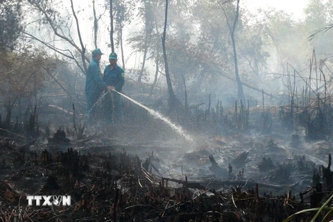 Lực lượng chức năng khẩn trương phun nước dập đám cháy rừng trong Vườn quốc gia U Minh Hạ. (Ảnh: Huỳnh Thế Anh/TTXVN)