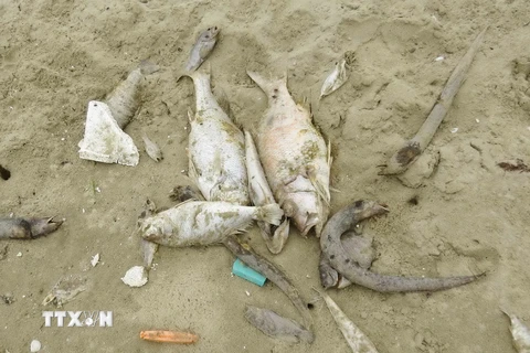 Cá chết dạt vào bờ biển ở Quảng Bình. (Ảnh: Võ Dung/TTXVN)