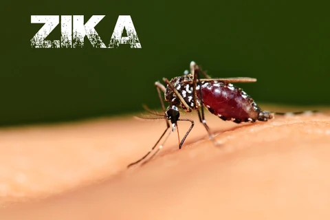 4 nước có nguy cơ bùng phát dịch Zika trong dịp Olympic 2016 