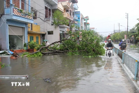 Cây đổ, đường ngập sau bão số 1 ở tỉnh Thái Bình giáp với tỉnh Hưng Yên. (Ảnh: Xuân Tiến/TTXVN)