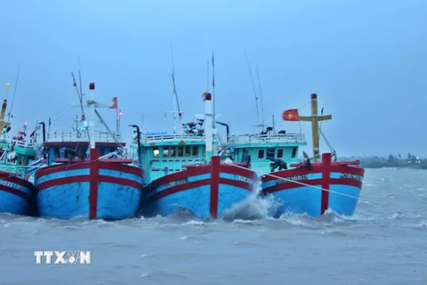 Tàu thuyền về nơi trú ẩn an toàn tại Cảng cá Ninh Cơ (huyện Hải Hậu, Nam Định). (Ảnh: Minh Quyết/TTXVN)