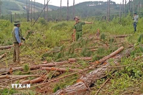 Lực lượng chức năng kiểm tra hiện trường vụ triệt hạ rừng thông trên diện tích 2.500m2 tại huyện Đức Trọng. (Ảnh: Nguyễn Dũng/TTXVN)