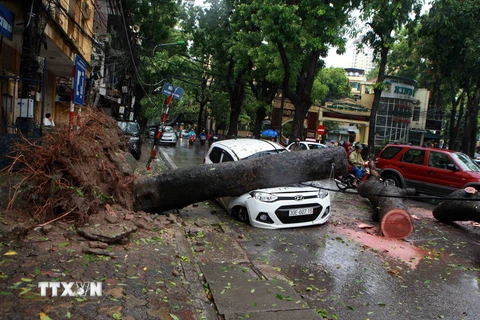 Cây đổ đè lên xe ôtô đang di chuyển tại phố Trần Thánh Tông, Hà Nội sáng 28/7 trong đợt mưa lớn do bão số 1 gây ra. (Ảnh: Quý Trung/TTXVN)