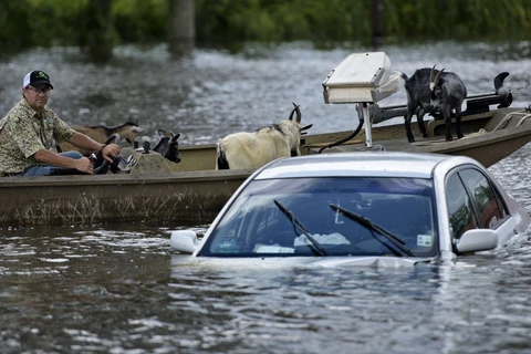 Cảnh ngập lụt nghiêm trọng ở Gonzales, Louisiana. (Nguồn: AFP)
