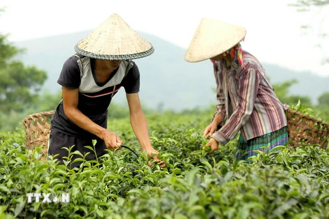 Nông dân xã Mỹ Bằng, huyện Yên Sơn (Tuyên Quang) thu hoạch chè. (Ảnh: Văn Tý/TTXVN)