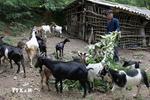 Một nông dân người dân tộc Tày, ở Trùng Khánh (Cao Bằng) từ vay vốn ưu đãi đã đầu tư nuôi dê cho thu nhập tốt. (Ảnh: Trần Việt/TTXVN)