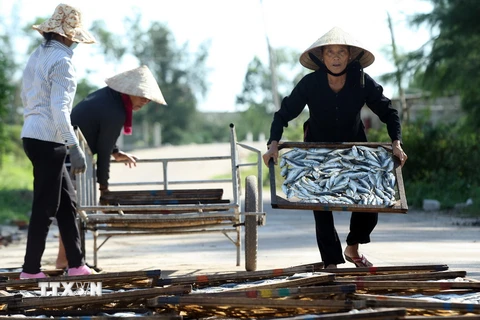 Những người phụ nữ phơi cá nục tại khu phố 4, thị trấn Cửa Việt, huyện Gio Linh, tỉnh Quảng Trị. (Ảnh: Tuấn Anh/TTXVN)