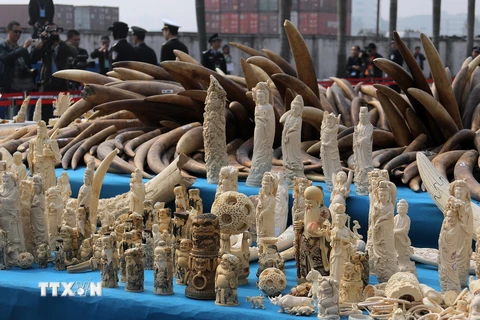 Các sản phẩm chế tác từ ngà voi ở Đông Quản, Quảng Đông, Trung Quốc ngày 6/1/2014. (Nguồn: AFP/TTXVN)