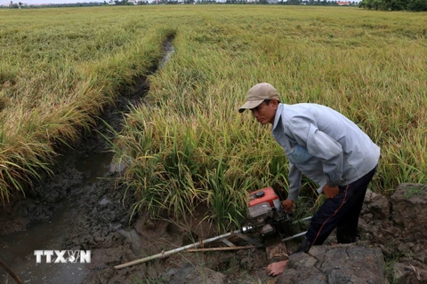 Nông dân phải bơm thoát nước cho ruộng lúa đến kỳ thu hoạch do mưa trái mùa những ngày qua tại phường 5, thành phố Vị Thanh, tỉnh Hậu Giang. (Ảnh: Duy Khương/TTXVN)