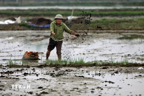 Nông dân huyện Nam Đàn (Nghệ An) bón phân cho ruộng để chuẩn bị gieo trồng vụ lúa Xuân 2017. (Ảnh: Thanh Tùng/TTXVN)
