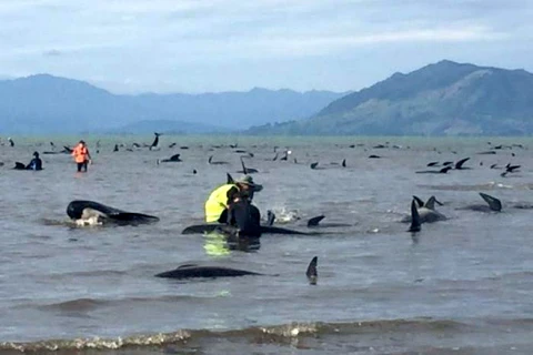 Nhân viên cứu hộ và người tình nguyện đang hỗ trợ những con cá voi còn sống. (Nguồn: fairfax media)