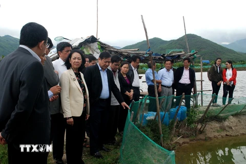 Bà Trương Thị Mai tìm hiểu mô hình nuôi tôm hùm xen cua biển ở xã Xuân Lộc, thị xã Sông Cầu. (Ảnh: Thế Lập/TTXVN).