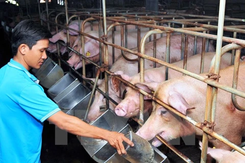 “Giải cứu” ngành chăn nuôi lợn: Đâu là giải pháp căn cơ? 