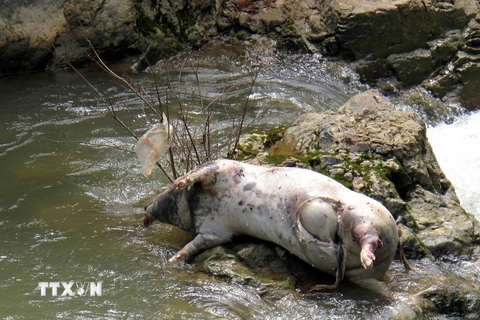 Xác lợn chết bị ném xuống sống gây ô nhiễm nặng. Ảnh minh họa. (Nguồn: TTXVN)