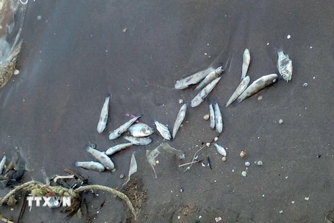 Cá chết nổi trên mặt biển. (Ảnh do người dân ấp Mũi Dừa, Kiên Giang cung cấp)/ TTXVN phát)