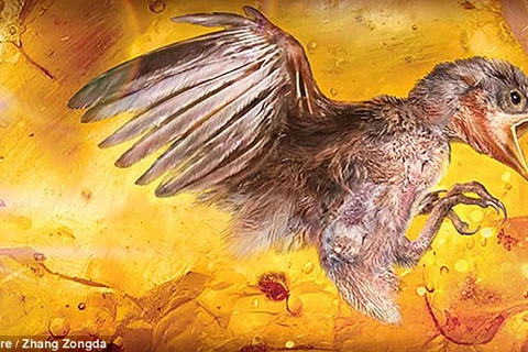 Phát hiện kinh ngạc về xác con chim 100 triệu năm tuổi trong hổ phách