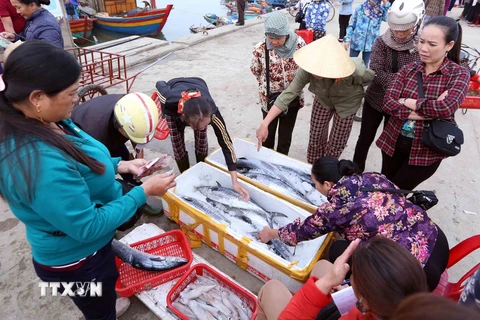 Hoạt động mua bán hải sản ở cảng cá Cửa Sót, xã Thạc Kim, huyện Lộc Hà (Hà Tĩnh). (Ảnh: Quang Quyết/TTXVN)