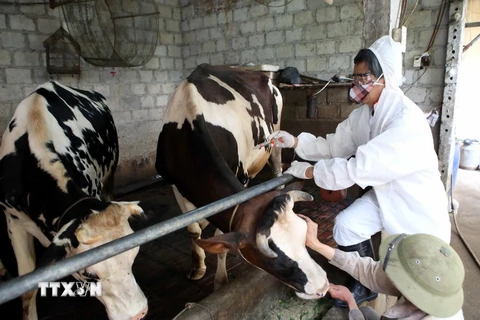 Nhân viên Chi cục Thú y tiêm vắcxin tụ huyết trùng cho đàn bò sữa của các hộ gia đình tại huyện Văn Giang, Hưng Yên. (Ảnh: Phạm Kiên/TTXVN)
