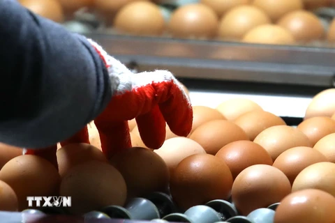 Phân loại trứng gà tại một trang trại ở Wongju, tỉnh Gangwon, Hàn Quốc ngày 16/8. (Nguồn: Yonhap/TTXVN)
