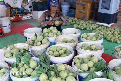 Hộ nông dân Trịnh Đức Thưởng ở thôn Tân Tiến, xã Hoàng Tiến, thị xã Chí Linh có hơn 2ha trồng na, mỗi năm thu lãi hơn 200 triệu đồng. (Ảnh: Vũ Sinh/TTXVN)