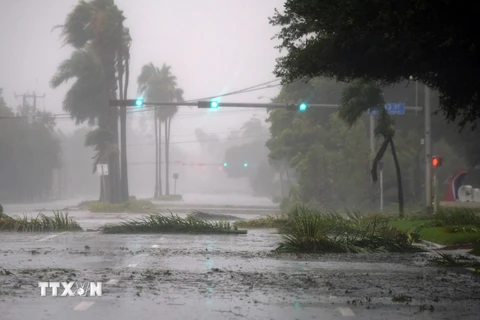 Cây cối gãy đổ khi bão Irma đổ bộ vào Miami, Florida ngày 10/9. (Nguồn: THX/TTXVN)