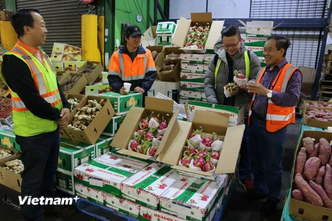 Các khách hàng lựa chọn thanh long của Việt Nam tại chợ đầu mối hoa quả Sydney. (Ảnh: Khánh Linh/Vietnam+)