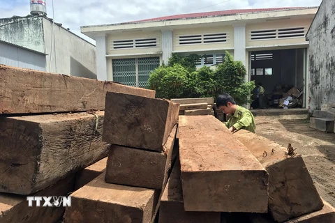 Số gỗ lậu được Kiểm lâm huyện Đắk Tô (Kon Tum) thu giữ. (Ảnh: Cao Nguyên/TTXVN)
