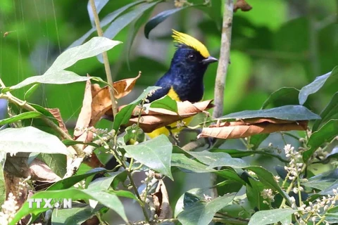 Chim Đầu Vàng tại tiểu khu rừng Khu bảo tồn thiên nhiên Xuân Liên. (Ảnh: Nguyễn Nam/TTXVN)