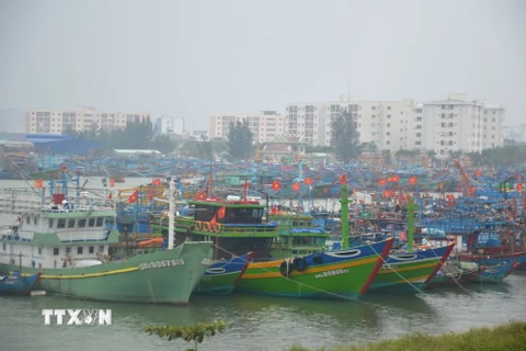 Tàu thuyền vào neo đậu tại âu thuyền Thọ Quang (Đà Nẵng) để tránh trú bão (ảnh chụp lúc 16 giờ ngày 3/11). (Ảnh: Đinh Văn Nhiều/TTXVN)
