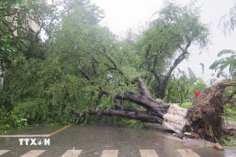 Một cây cổ thụ bị đổ ngã, bịt kín một tuyến đường của thành phố Nha Trang. (Ảnh: Tiên Minh /TTXVN)
