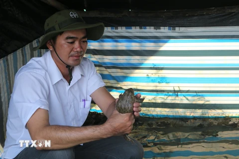 Anh Cao Phú Khánh kiểm tra sự sinh trưởng của ếch do anh nuôi. (Ảnh: Thanh Bình/TTXVN)