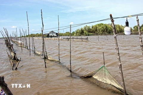 Khuôn viên nuôi sò của các đối tượng tại xã Rạch Chèo, Cà Mau. (Ảnh: Huỳnh Thế Anh/TTXVN)