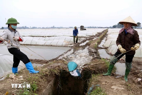 Nông dân xã Đại Đình Thành, huyện Thuận Thành, Bắc Ninh tranh thủ nguồn nước đợt 3 để tưới dưỡng cho mạ, chuẩn bị cấy vụ lúa Đông Xuân. (Ảnh: Vũ Sinh/TTXVN)