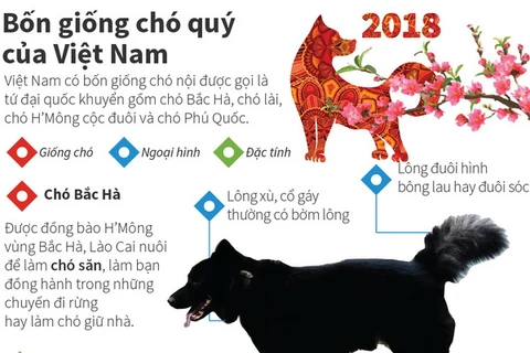 [Infographics] Bốn giống chó "tứ đại quốc khuyển" của Việt Nam