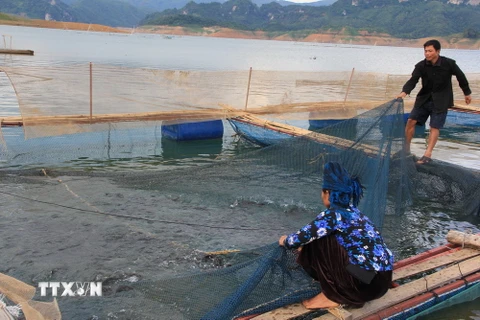 Người dân huyện Quỳnh Nhai thu hoạch cá thương phẩm. (Ảnh: Hữu Quyết/TTXVN)