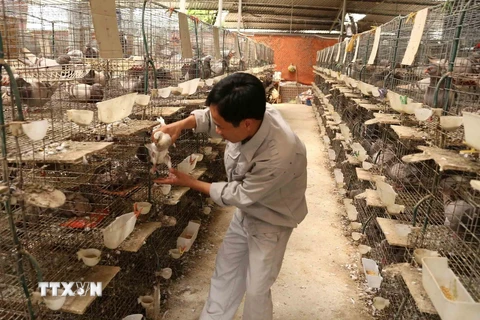 Hợp tác xã chăn nuôi và sản xuất Quốc Anh xã Thụy Liễu, huyện Cẩm Khê, Phú Thọ. (Ảnh: Vũ Sinh/TTXVN)