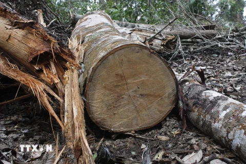 Bắt khẩn cấp đối tượng mua bán hơn 60m3 gỗ không rõ nguồn gốc