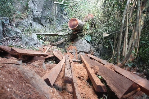 Gia Lai điều tra làm rõ vụ khai thác gỗ trái phép tại đồi Chư Jú