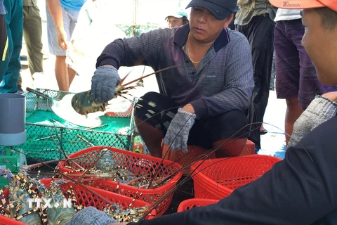 Người dân thành phố Cam Ranh, tỉnh Khánh Hòa cân tôm hùm để bán sau khi thu hoạch. (Ảnh: Tiên Minh/TTXVN)