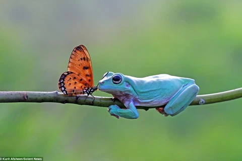 Nhiếp ảnh gia Indonesia gây sốt với loạt ảnh "tình yêu bướm và ếch"