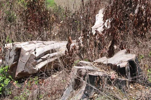 Nhiều gốc cây cổ thụ lớn trong Khu Bảo tồn thiên nhiên Nam Kar bị cưa ngang gốc để lấy gỗ. (Ảnh: Phạm Cường/TTXVN)