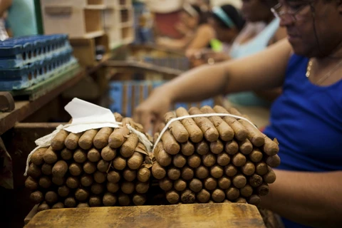 Sản xuất xì gà trong nhà máy tập đoàn quốc doanh xì gà Tabacuba. (Nguồn: Bloomberg)