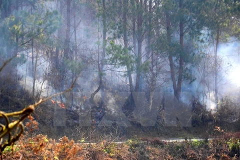 Nghệ An dập tắt vụ cháy lớn rừng thông tại Khánh Sơn