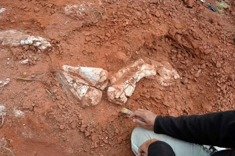 Hóa thạch của một loài khủng long khổng lồ được tìm thấy ở Balde de Leyes, gần Marayes, tỉnh San Juan, Argentina. (Nguồn: AFP)