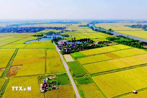 Cánh đồng lúa của nhân dân xã Ninh Thành, huyện Ninh Giang thuận lợi hơn trong việc canh tác và cho hiệu quả kinh tế cao. (Ảnh: Phương Hoa/TTXVN)