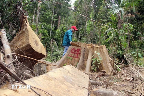 Vụ phá hơn 10,5ha rừng tại Quảng Trị: Đề xuất khởi tố vụ án hình sự 